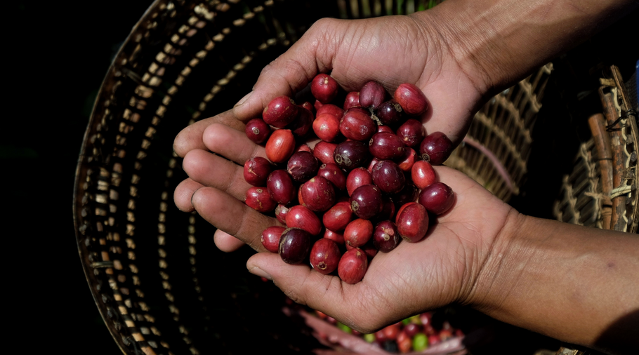 Benefits of Arabica Coffee Beans